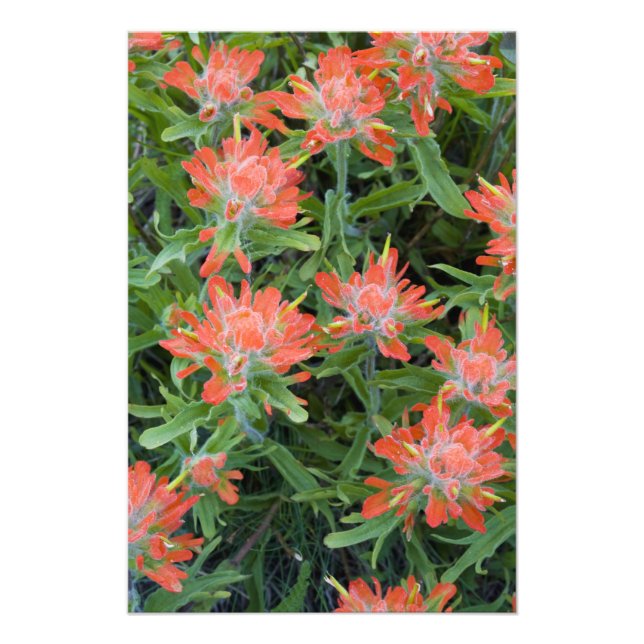 Impression Photo Fleurs sauvages indiens de pinceaux dans la multit (Devant)