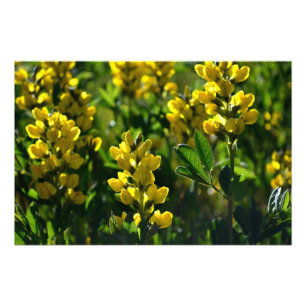 Impression Photo Fleurs sauvages jaunes dans les monts Sandia