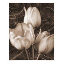 Fleurs Tulip Blanches Sepia Fleur Arrière - plan n