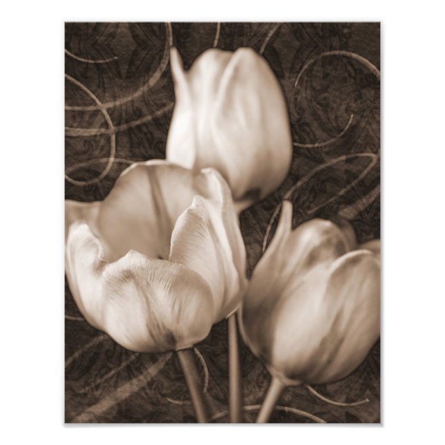 Impression Photo Fleurs Tulip Blanches Sepia Fleur Arrière - plan n (Devant)