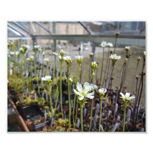 Impression Photo Fleurs Vénus Flytrap (Devant)