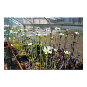 Impression Photo Fleurs Vénus Flytrap