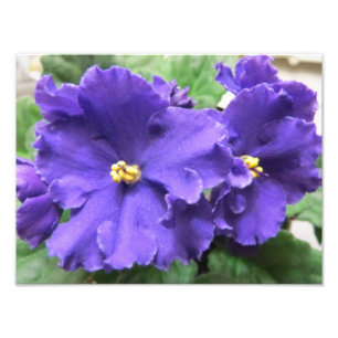 Impression Photo Fleurs violettes africaines violettes