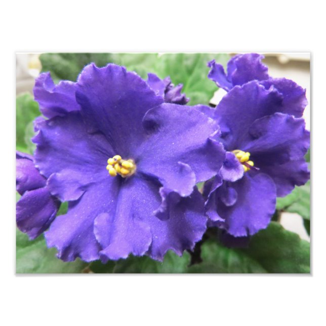 Impression Photo Fleurs violettes africaines violettes (Devant)