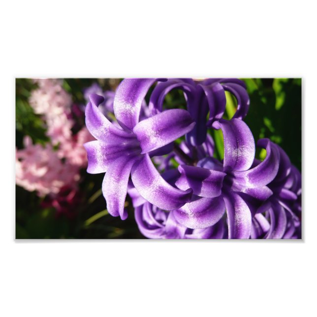 Impression Photo Floral Blue Hyacinth (Devant)