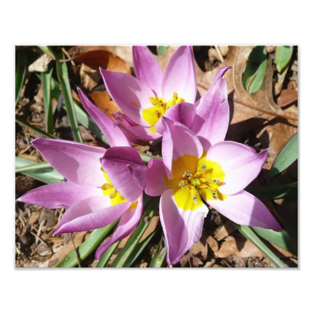 Impression Photo Floral de Pink (Devant)