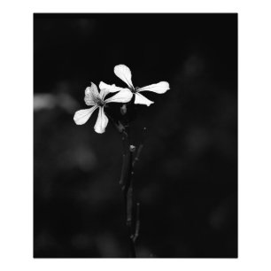 Impression Photo floral noir et blanc minimaliste