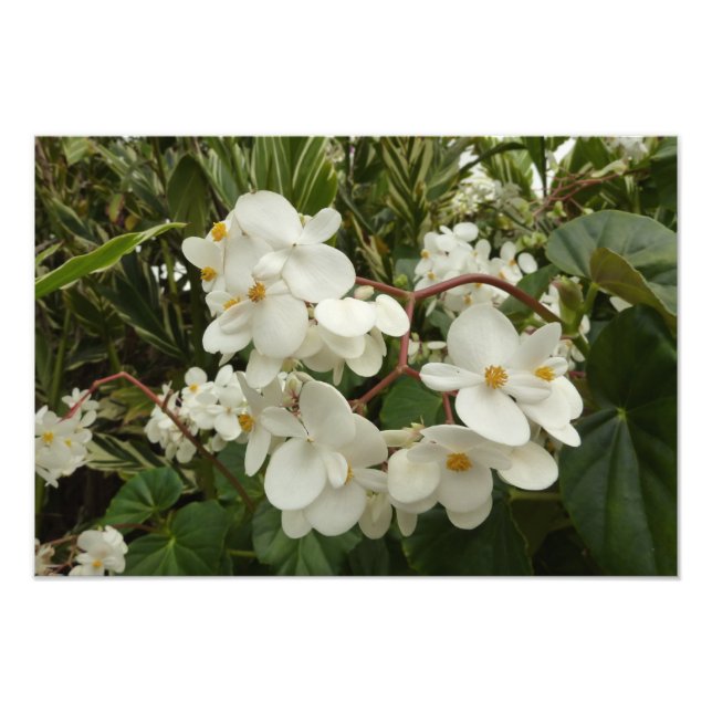 Impression Photo Flore de Bégonia blanche tropicale (Devant)
