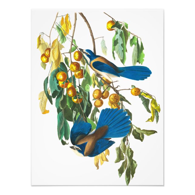 Impression Photo Florida Jay par John James Audubon (Devant)