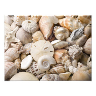 Impression Photo Florida Sea Shell Arrière - plan - Beach Shells Cu