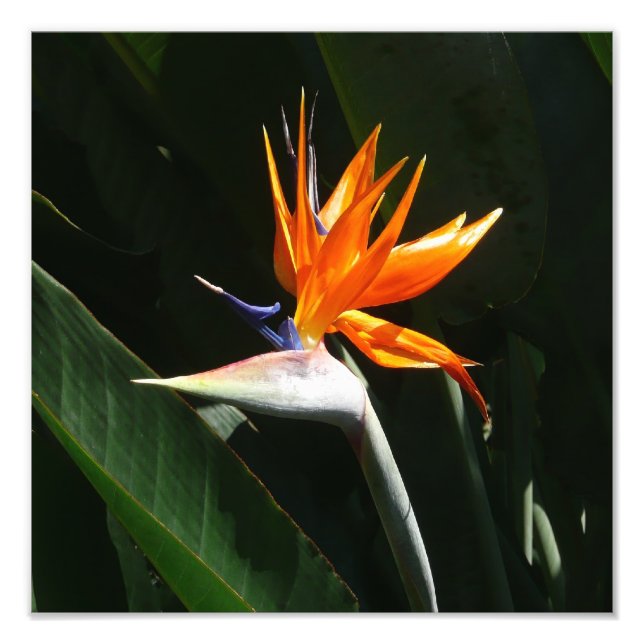 Impression Photo Flower tropical orange paradise (Devant)