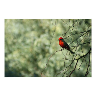 Impression Photo FLYCATCHER vermillon