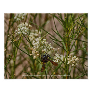 Impression Photo Forager du Sud-Ouest