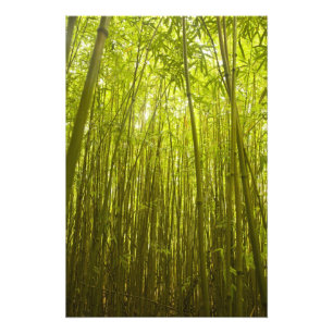 Impression Photo Forêt de Bamboo près du sentier de la crête de Wai
