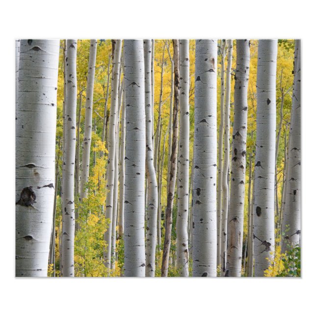 Impression Photo Forêt de Birch d'automne (Devant)