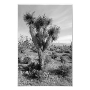 Impression Photo Forêt de Joshua Tree, Utah