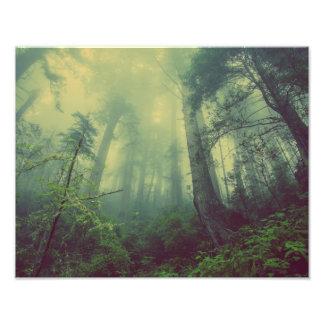 Impression Photo Forêt de Misty