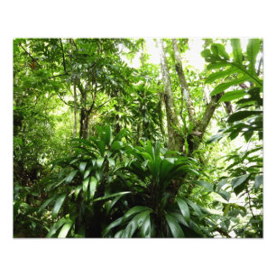 Impression Photo Forêt de pluie dominicaine I Nature verte tropical