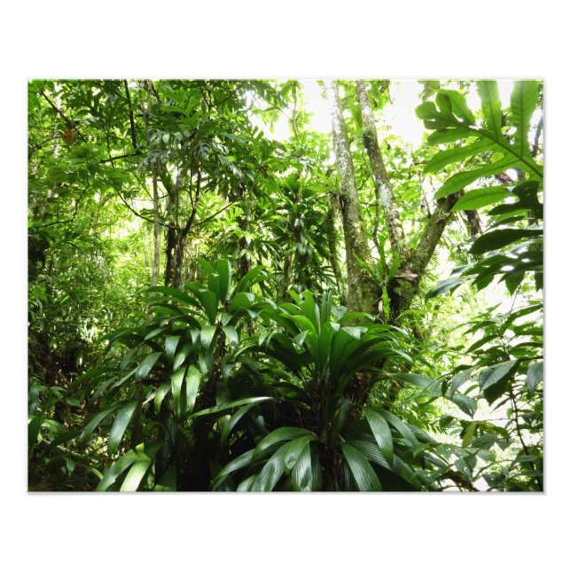 Impression Photo Forêt de pluie dominicaine I Nature verte tropical (Devant)