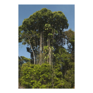 Impression Photo Forêt tropicale en bordure de la rivière Rewa Guya