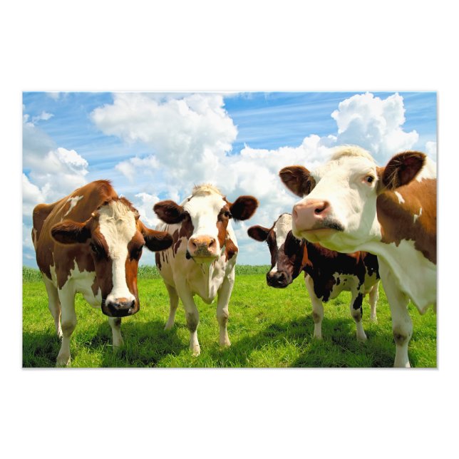Impression Photo Four chatting cows (Devant)