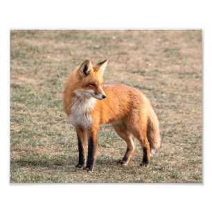 Impression Photo Fox 10x8 rouge dans un domaine