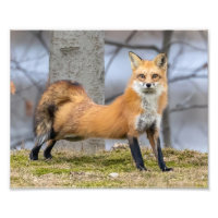 Fox Dans Un Étendu