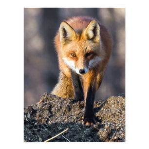 Impression Photo Fox furtif
