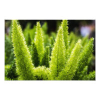 Foxtail Fern