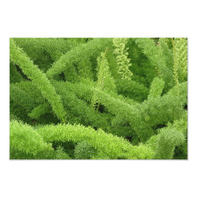 Impression Photo Foxtail Fern, Asparagus densiflorus myers (Devant)