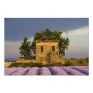 Impression Photo France, Provence. Champ de lavande et