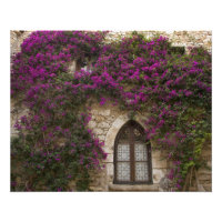 France, Provence, Èze. Rose vif