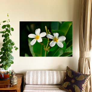 Impression Photo Frangipani blanc