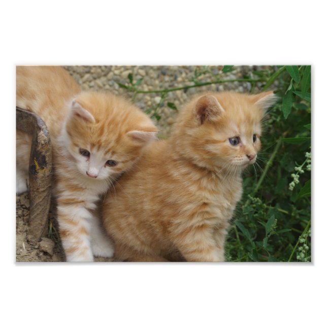Impression Photo Frères Tabby Orange (Devant)