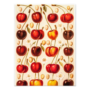 Impression Photo Fruit antique de cerises de variétés vintages de