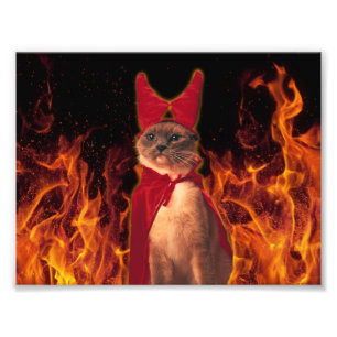 Impression Photo Funny Cat à Halloween