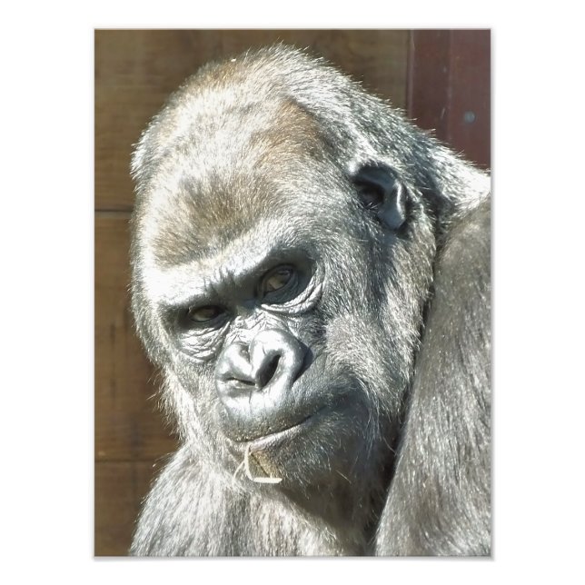 IMPRESSION PHOTO FUNNY GORILLA (Devant)