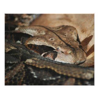 Impression Photo Gaboon Viper Closeup