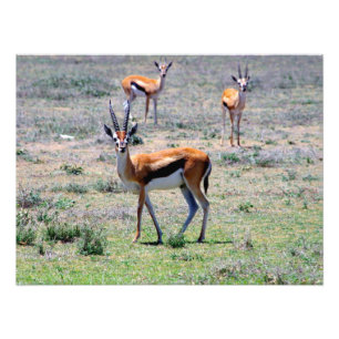 Impression Photo Gazelles dans les plaines