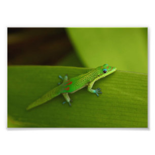 Impression Photo Gecko Gold Dust Day
