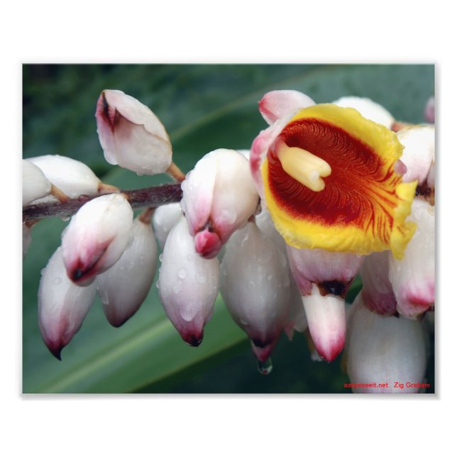 Impression Photo Gingers Shell (Devant)