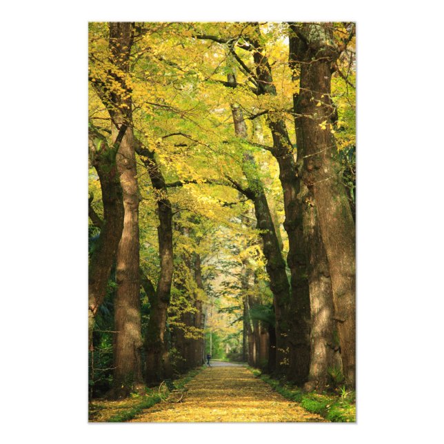 Impression Photo Ginkgo Biloba (Devant)