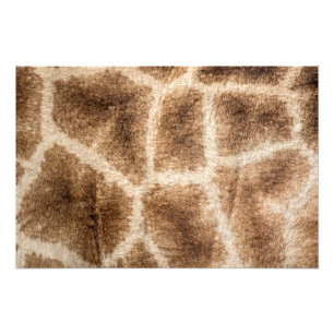 Impression Photo Girafe