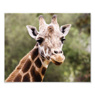 Impression Photo Girafe