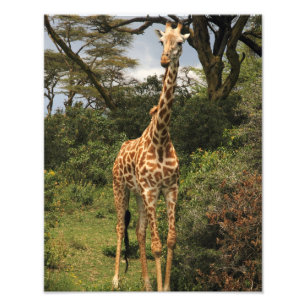 Impression Photo Girafe grande dans les buissons