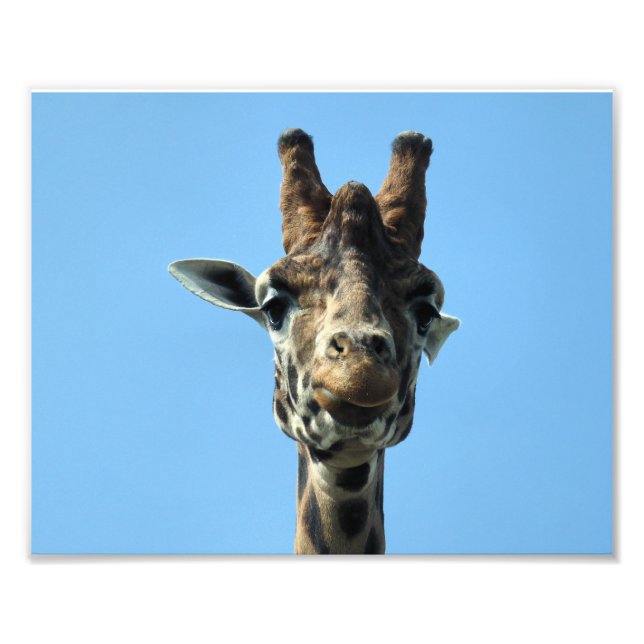 IMPRESSION PHOTO GIRAFFE (Devant)