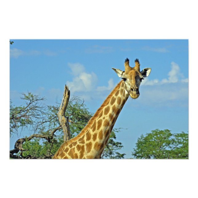 IMPRESSION PHOTO GIRAFFE (Devant)
