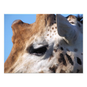IMPRESSION PHOTO GIRAFFE