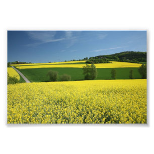 Impression Photo Gisement de graine de colza près de Bavenhausen,