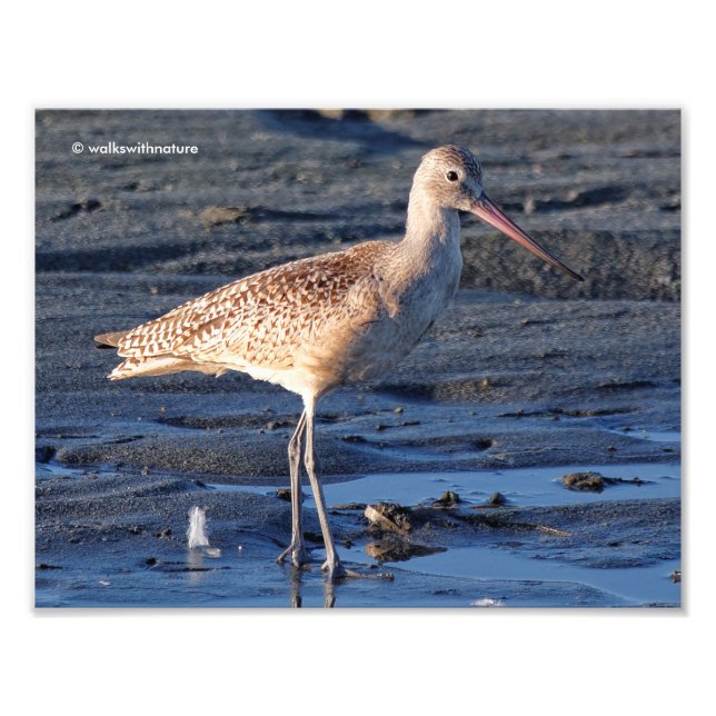 Impression Photo Godwit marbré au coucher du soleil (Devant)